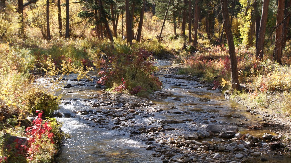 Fall by the creek