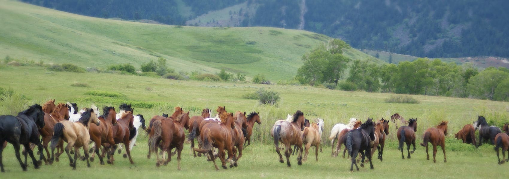 horses at Eatons' Ranch