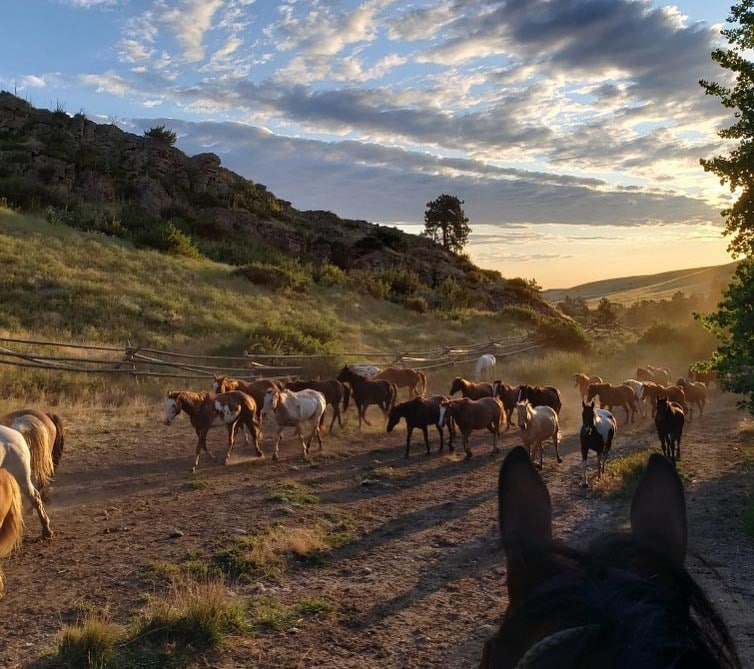 Bringing in horses at Eatons' Ranch